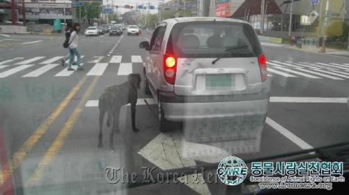 Video footage shows a large dog being dragged behind a city car on April 29 in Busan. CARE