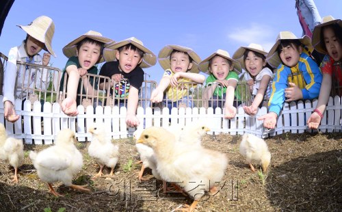 도시와 자연을 직접 체험하고 느낄 수 있는 친환경 체험농장이 3일 오전 강동구 상일동에서 개장했다. 인근 유치원생들이 병아리에게 먹이를 주며 즐거워 하고 있다. 박해묵 기자/mook@heraldm.com
도시와 자연을 직접 체험하고 느낄 수 있는 친환경 체험농장이 3일 오전 강동구 상일동에서 개장했다. 인근 유치원생들이 병아리에게 먹이를 주며 즐거워 하고 있다. 박해묵 기자/mook@heraldm.com
도시와 자연을 직접 체험하고 느낄 수 있는 친환경 체험농장이 3일 오전 강동구 상일동에서 개장했다. 인근 유치원생들이 병아리에게 먹이를 주며 즐거워 하고 있다. 박해묵 기자/mook@heraldm.com