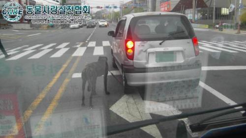 당시 차량을 운전한 A(64)씨는 지난달 29일 오후 5시께 11개월 된 자신의 그레이하운드 견종을 차량 뒷부분 견인 고리에 묶어 서행하며 집에서 700m가량 떨어진 친구가 운영하는 식당까지 이동했다. 이때 찍힌 사진이 바로 ’악마 비스토‘사건으로 비화되며 걷잡을 수 없는 파장을 불어왔던 것이다.
