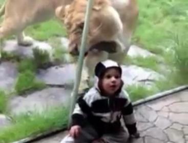 Hungry lion goes after baby wearing zebra colors, in vain
(YouTube)