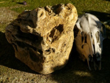 Photo taken by the Missouri witness of a possible alien skull. (courtesy of Mutual UFO Network)