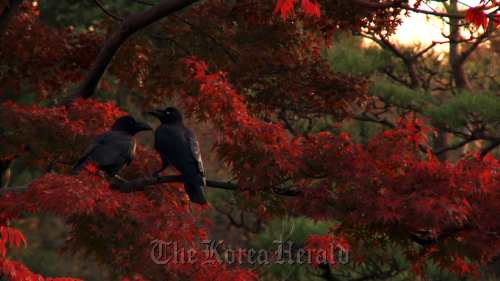 A scene from “Tokyo Waka: A City Poem” by John Haptas and Kristine Samuelson of the United States which won Best Feature Film at this year’s Green Film Festival in Seoul.   GFFIS
