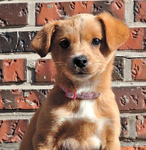 A rescue dog at the CARE animal shelter in Pocheon, Gyeonggi Province (CARE)