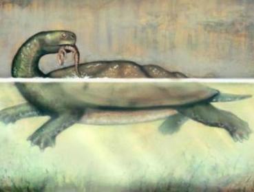 This is a reconstruction of Carbonemys preying upon a small crocodylomorph. Credit: Artwork by Liz Bradford (UPI)