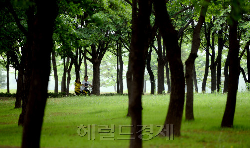 예년의 봄날씨를 보이는 16일 오후 고양시 일산호수공원을 찾은 시민들이 가벼운 운동과 산책을 즐기고 있다. 박해묵 기자/mook@heraldm.com
예년의 봄날씨를 보이는 16일 오후 고양시 일산호수공원을 찾은 시민들이 가벼운 운동과 산책을 즐기고 있다. 박해묵 기자/mook@heraldm.com
사진은 항상 착각을 일으킨다. 국내 유명 사진작가인 배병우 씨의 소나무 사진이 떠오르지만, 경기도 고양시 일산호수공원의 모습이다. 시민이 자전거를 타고 달리거나 산책을 즐긴다. 즐기기 좋은 계절이다. 선선한 바람, 쏟아지는 햇살, 청명한 공기 등 모든 것이 어우러져 있어 상쾌하다.  박해묵 기자/mook@heraldm.com