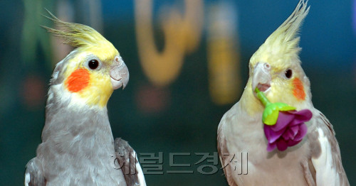 부부의 날인 21일 63씨월드에서 앵무새 부부가 꽃을 갖고 노는 모습이 사랑을 표현하는 듯 하다.<br />김명섭 기자 msiron@
부부의 날인 21일 63씨월드에서 앵무새 부부가 꽃을 갖고 노는 모습이 사랑을 표현하는 듯 하다.
김명섭 기자 msiron@
“짹짹 짹짹 짹짹”, “찍짹 찍짹 찍짹”. 앵무새 부부의 부부애가 남다르다. 수컷이 꽃을 물어다 암컷에게 전달한다. 사랑의 표현이다. ‘부부의 날’인 21일 서울 여의도 63빌딩 내 63씨월드에서 앵무새들이 부부애를 과시하고 있다.  김명섭 기자/msiron@heraldm.com