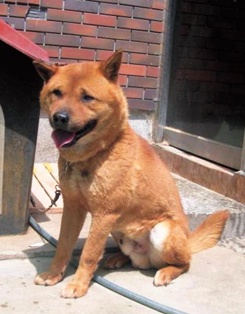 The Jindo dog named Jang-goon that was allegedly beaten to death by a monk in Daegu in December. (CARE)