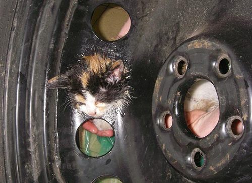 Kitten freed after getting her head stuck in tire