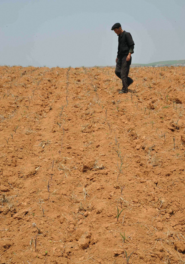 <YONHAP PHOTO-0930> 가뭄에 시달리는 북한 남포 (평양 교도=연합뉴스) 지난 25일 북한 남포에서 한 농부가 가뭄에 타들어가는 농작물을 보고 있다. 2012.5.27 jobo@yna.co.kr/2012-05-27 21:21:28/ <저작권자 ⓒ 1980-2012 ㈜연합뉴스. 무단 전재 재배포 금지.>
A farmer surveys the crop at a drought-stricken field in North Korea’s Nampo, South Pyongan Province on Friday. Yonhap News
