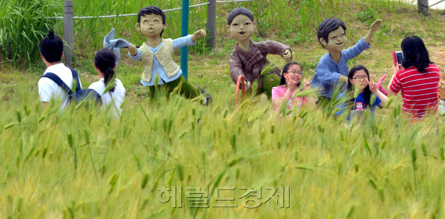 30도를 육박하는 초여름 무더위속에 이른 봄 심었던 보리가 익어가고 있다. 서울 상암동 하늘 공원에서 나들이 나온 가족들이 싱그러운 보리밭에서 즐거운 시간을 보내고 있다.<br />김명섭 기자 msiron@
30도를 육박하는 초여름 무더위속에 이른 봄 심었던 보리가 익어가고 있다. 서울 상암동 하늘 공원에서 나들이 나온 가족들이 싱그러운 보리밭에서 즐거운 시간을 보내고 있다.
김명섭 기자 msiron@
보리밭 저쪽에서 누군가가 걸어온다면… 한 번 만나보고 싶다. 로버트 번스의 서정시 같다. 손끝에 전해지는 보리의 까칠함이 참 좋다. 봄에 심은 보리가 익어간다. 바람에 몸을 맡겨 움직이는 보리. 보리내음이 코끝에 전해진다. 1일 서울 마포구 상암동 하늘공원에서 보리밭 구경을 나온 시민들이 한껏 보리내음에 취해 있다.  김명섭 기자/msiron@
