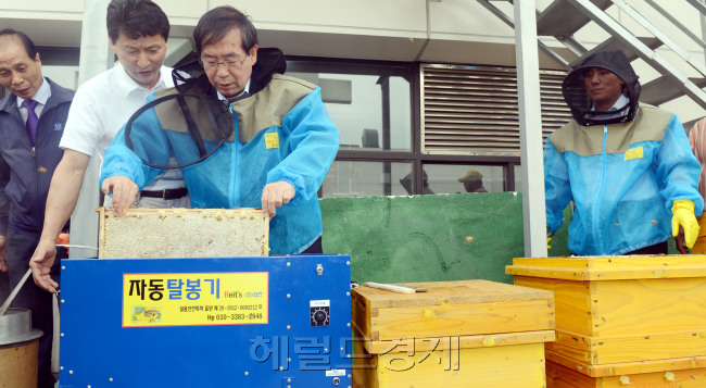 지난 4월 한국양봉협회 제안으로 설치된 도심양봉장이 첫 수확에 들어 갔다. 5일 오전 박원순 서울시장이 서소문 별관 옥상에서 수확된 40여 리터의 꿀을 채밀하고 있다./ 안훈기자 rosedale@ 2012.06.05
지난 4월 한국양봉협회 제안으로 설치된 도심양봉장이 첫 수확에 들어 갔다. 5일 오전 박원순 서울시장이 서소문 별관 옥상에서 수확된 40여 리터의 꿀을 채밀하고 있다./ 안훈기자 rosedale@ 2012.06.05
지난 4월 한국양봉협회 제안으로 설치된 도심양봉장이 첫 수확에 들어 갔다. 5일 오전 박원순 서울시장이 서소문 별관 옥상에서 수확된 40여 리터의 꿀을 채밀하고 있다./ 안훈기자 rosedale@ 2012.06.05
박원순 서울시장이 5일 오전 서소문 별관 옥상에 설치된 벌통에서 꿀을 채취하고 있다. 서울시는 지난 4월 시청 옥상에 가로 1m, 세로 0.8m 규격의 2층식 벌통 5개를 설치, 이날 아카시아 꿀 40ℓ를 생산했다.  안훈 기자/rosedale@heraldm.com