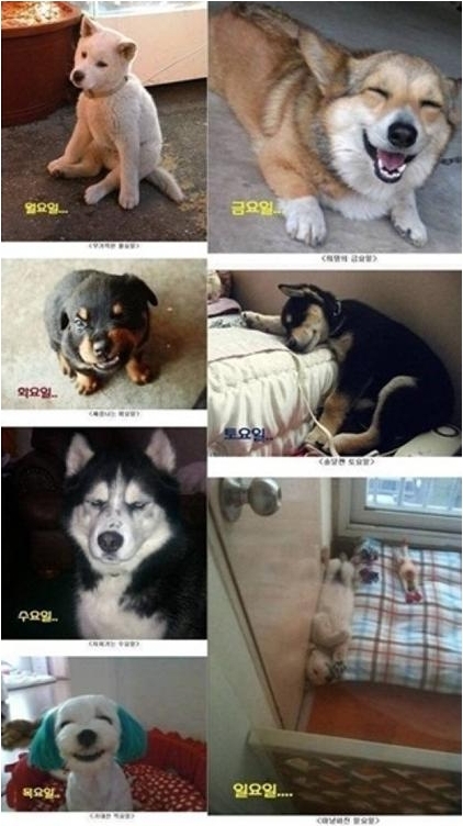 요일별 강아지 모습 ‘화제’…“강아지도 월요병이? 멍 때리네”