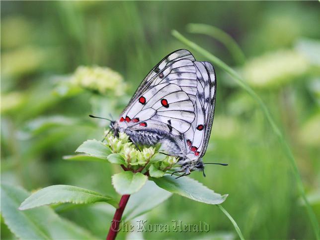 Red-dotted Apollo butterfly. (The Ministry of Environment)