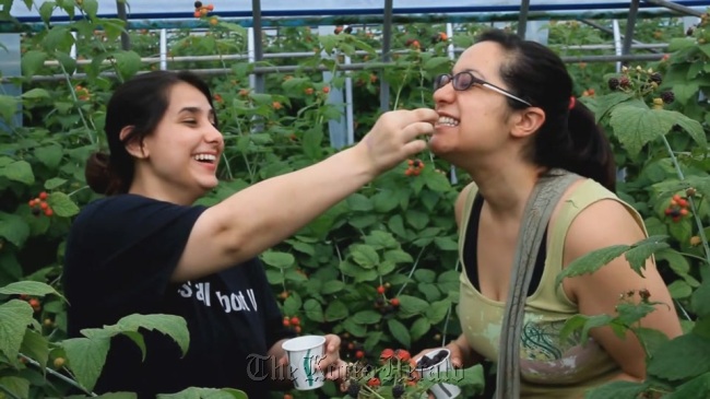 Tourists participate in picking and tasting bokbunja.  Gochang County
Tourists participate in picking and tasting bokbunja.  Gochang County
