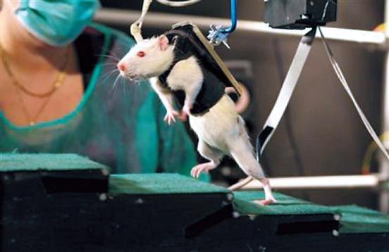 In this undated photo provided by the Ecole Polytechnique Federale de Lausanne, a previously paralyzed rat in a special harness walks after several weeks of rehabilitation in a laboratory in Switzerland. (AP)