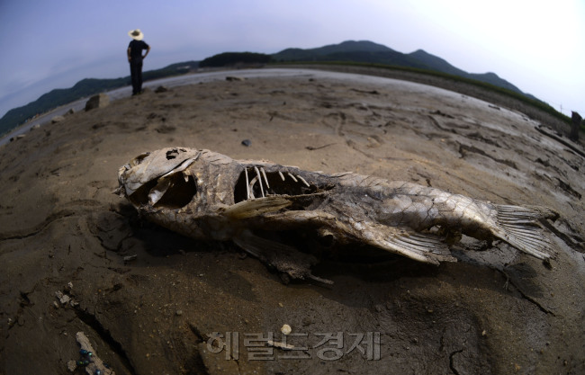 가뭄이다. 대지가 타들어가고 있다. 모내기를 마친 농민들의 마음도 타들어간다. 강화의 한 저수지에 물이 부족해 물고기들이 말라 죽어있는 모습이 안타까울 뿐이다. 강화=박해묵 기자/mook@heraldm.com
가뭄이다. 대지가 타들어가고 있다. 모내기를 마친 농민들의 마음도 타들어간다. 강화의 한 저수지에 물이 부족해 물고기들이 말라 죽어있는 모습이 안타까울 뿐이다. 강화=박해묵 기자/mook@heraldm.com
중부권이 가뭄으로 몸살을 앓고 있다. 수주째 농심(農心)이 타고, 저수지도 탄다. 강수량이 그냥 부족한 수준을 넘어섰다. 물이 있어야 할 저수지가 메말라 쩍쩍 갈라졌다. 물 없는 저수지에 물고기가 버티고 있을 턱이 없다. 강화도의 한 메마른 저수지에 물고기가 흉물스럽게 말라 비틀어져 죽었다.   강화도(인천)=박해묵 기자/mook@heraldm.com