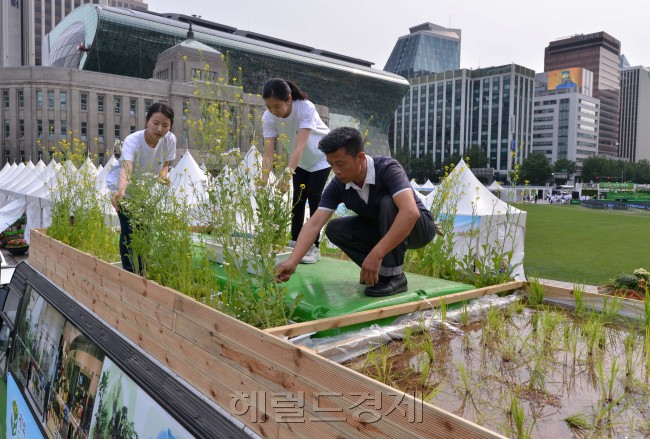 14일 서울시청광장에서 서울특별시, 농림수산부, 농촌진흥청 주관으로 도시농업의 모든것을 볼수 있는 제 1회 도시농업박람회가열렸다.  이번 박람회에는 텃밭 가꾸기, 컬러누에, 버스루프가든등 이색볼거리가 마련되어 있다. 버스루프가든에서 관계자가 식물을 돌보고 있다.<br />이상섭 기자. babtong@heraldm.com 2012.06.14
14일 서울시청광장에서 서울특별시, 농림수산부, 농촌진흥청 주관으로 도시농업의 모든것을 볼수 있는 제 1회 도시농업박람회가열렸다.  이번 박람회에는 텃밭 가꾸기, 컬러누에, 버스루프가든등 이색볼거리가 마련되어 있다. 버스루프가든에서 관계자가 식물을 돌보고 있다.
이상섭 기자. babtong@heraldm.com 2012.06.14
14일 서울시청광장에서 서울특별시, 농림수산부, 농촌진흥청 주관으로 도시농업의 모든것을 볼수 있는 제 1회 도시농업박람회가열렸다.  이번 박람회에는 텃밭 가꾸기, 컬러누에, 버스루프가든등 이색볼거리가 마련되어 있다. 버스루프가든에서 관계자가 식물을 돌보고 있다.
이상섭 기자. babtong@heraldm.com 2012.06.14
서울시 관계자가 14일 제1회 도시농업박람회가 열리는 서울광장에서 버스 위에 있는 벼를 살펴보고 있다. 도시농업박람회는 버스 위에 모내기를 한 버스루프가든을 비롯 컬러누에, ‘옥상가든’ ‘살아있는 나비와 벌’ 체험장 등 이색 볼거리가 풍성하다. 또 도시농업주제관과 일자리관, 기자재관 등 6개의 전시관이 운영되며17일까지 열린다. 이상섭 기자/babtong@heraldm.com