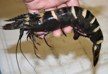 괴물 새우 등장…해양 생태계 덮치는 공포