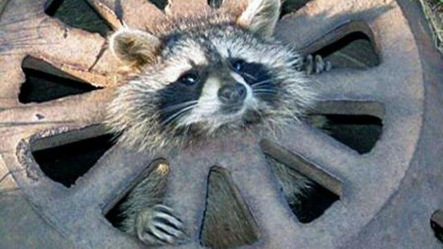 This baby raccoon was found trapped in a city grate. (UPI)