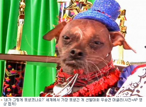 사진=AP영상 캡쳐
세계에서 가장 못생긴 개는 어떤 모습일까요?