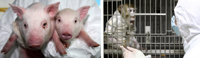 The left photograph shows a genetically modified pig that does not have the gene for the enzyme that causes hyperacute rejection of organs, and the right photo shows the monkey into which the pig’s heart was transplanted.  (Yonhap News)