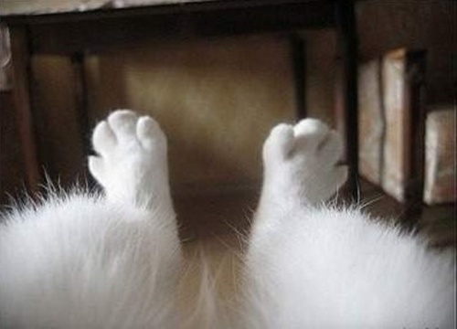 고양이의 시점, 상상해보니…“너무 귀여워”