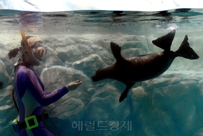 <포토뉴스>63빌딩 "바이칼 물범"반입 기념 이벤트