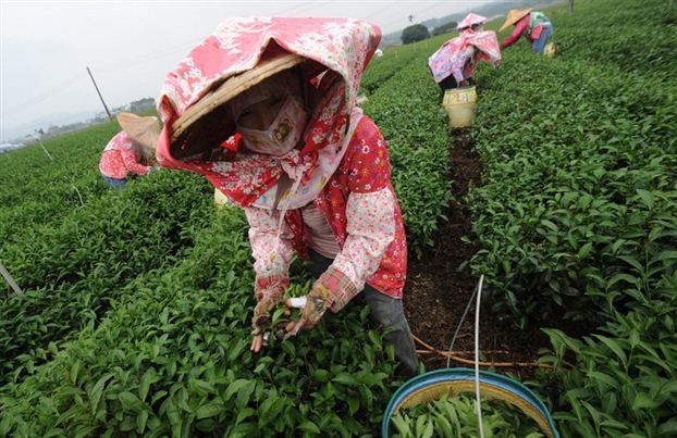 Local farmers collect fresh tea leaves from the farms in Nantou, central Taiwan.    AFP
