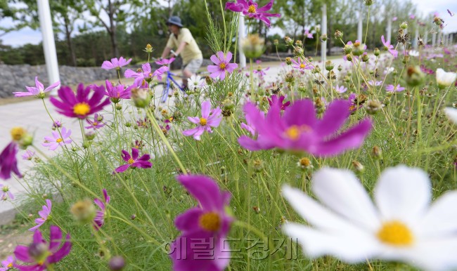 연일 폭염으로 전국이 더위에 힘들어하고 있다. 27일 오후 서울 상암동 월드컵경기장 평화공원에 벌써 핀 코스모스가 가을을 더욱 더 기다려지게 한다. 가을이 그립다. 박해묵 기자/mook@heraldm.com
연일 폭염으로 전국이 더위에 힘들어하고 있다. 27일 오후 서울 상암동 월드컵경기장 평화공원에 벌써 핀 코스모스가 가을을 더욱 더 기다려지게 한다. 가을이 그립다. 박해묵 기자/mook@heraldm.com