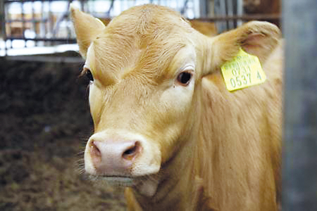 Hanwoo farmers worried about uncertain market