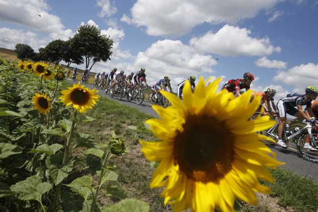 <YONHAP PHOTO-0336> The pack passes a field of sunflowers during the seventh stage of the Tour de France cycling race over 199 kilometers (123.6 miles) with start in Tomblaine and finish in La Planche des Belles Filles, France, Saturday July 7, 2012. (AP Photo/Laurent Cipriani)/2012-07-08 06:27:57/ <저작권자 ⓒ 1980-2012 ㈜연합뉴스. 무단 전재 재배포 금지.>
The pack passes a field of sunflowers during the Tour de France on Saturday.  AP-Yonhap News