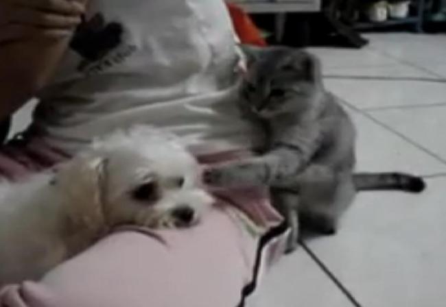 Kitty’s surprise attack goes viral