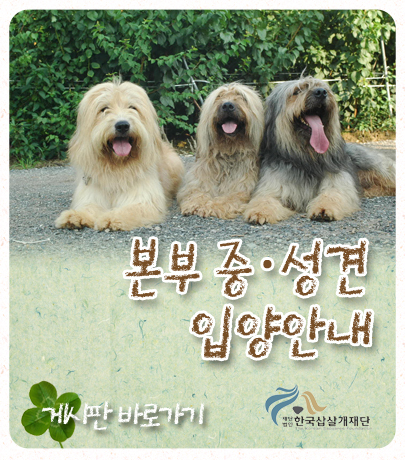 천연기념물 삽살개 200마리 일반인에 분양