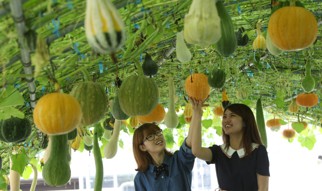 ▲마크금지/헤경만배포<포토뉴스>박 주렁주렁