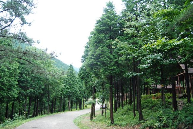산이냐 바다냐 고민해결···휴양림에선 해수욕도 즐긴다.