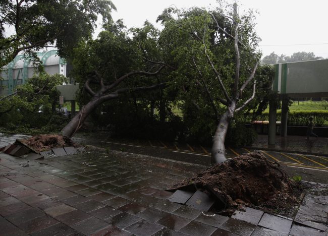 <YONHAP PHOTO-0553> Fallen trees block a road after a typhoon in Hong Kong July 24, 2012. Hong Kong raised its highest tropical cyclone warning on Tuesday as an intensifying severe typhoon edged closer towards the financial hub, grounding flights and forcing the port to close. REUTERS/Bobby Yip (CHINA - Tags: ENVIRONMENT DISASTER)/2012-07-24 10:10:11/ <저작권자 ⓒ 1980-2012 ㈜연합뉴스. 무단 전재 재배포 금지.>
Trees are uprooted by strong winds in Enping City, south China’s Guangdong Province, Tuesday.
Xinhua-Yonhap News