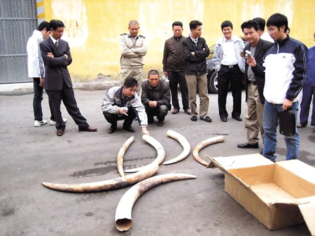 This file photo, taken in 2009, shows officials inspecting confiscated
elephant tusks as part of 5 tons of smuggled tusks from Tanzania at Vietnam’s northern port city of Haiphong. (AFP)