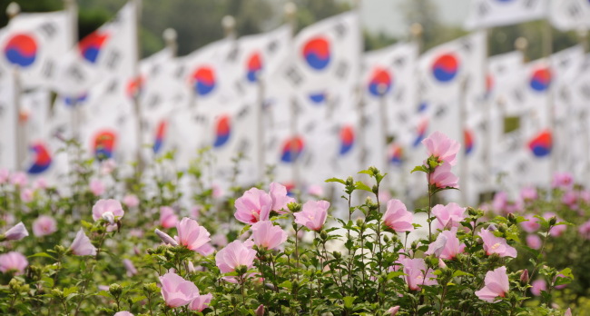 매일 피는 수천 그루 무궁화 향연···전국 6곳서 나라꽃 축제 잇달아 열려