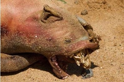 뉴욕 다리 밑서 발견된 ‘괴사체’ 논란