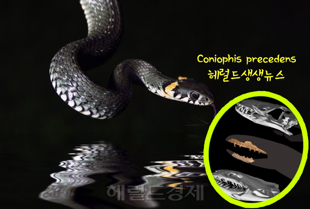 괴물 뱀 발견…7000만년 전 원시뱀