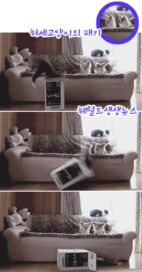허세 고양이 “멋지게 점프했다가…망신”