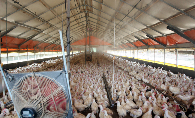 A large fan and a water spray are used to bring down the temperature at a chicken farm in Yongin, Gyeonggi Province.   Yonhap News