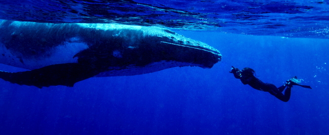 Whale, 2011-2012 (Chang Nam-won/Lotte Gallery)