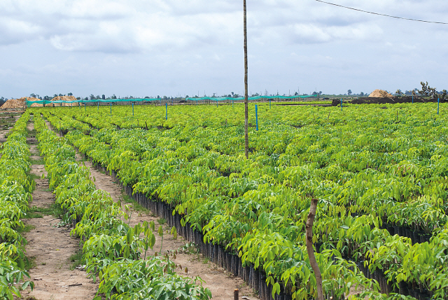 A rubber tree farm in Kampong Thom, a Cambodian province, built with the Korean government’s support. (KFS)