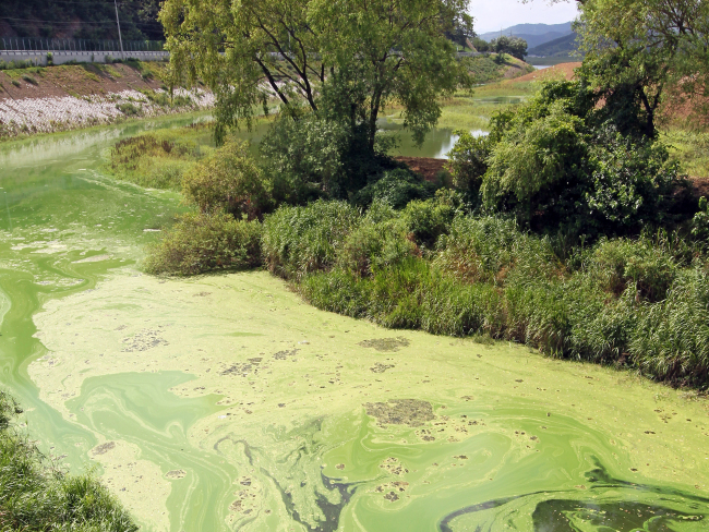 Algal blooms spread across a tributary of the Nakdong River in Daegu on Tuesday.    Yonhap News
