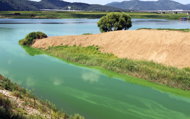 Algal blooms spread across a tributary of the Nakdong River in Daegu. Yonhap News