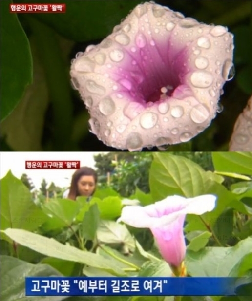 100년 만에 피는 고구마꽃, 제주도에서 포착