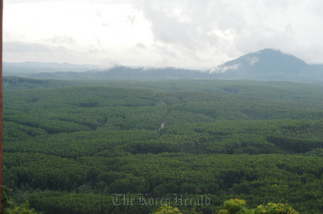 A part of forests cultivated by Korindo, a Korean logging company, in Indonesia.                 KFS