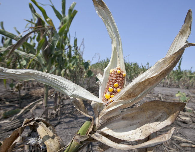 <YONHAP PHOTO-0257> Drought-damaged corn is seen in a field near Nickerson, Neb., Thursday, Aug. 16, 2012. Dry conditions have worsened in the key farming states of Kansas and Nebraska as the worst U.S. drought in decades continues, the latest national report said Thursday. (AP Photo/Nati Harnik)/2012-08-17 04:32:59/ <저작권자 ⓒ 1980-2012 ㈜연합뉴스. 무단 전재 재배포 금지.>
Drought-damaged corn is seen in a field near Nickerson, Nebraska.    AP-Yonhap News