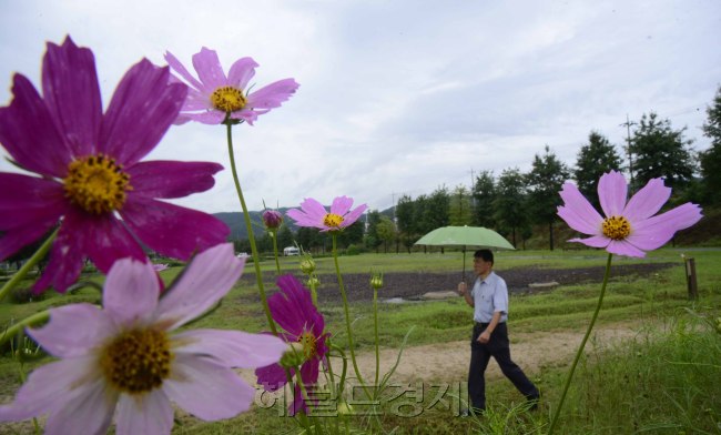 가을을 재촉하는 비가 내리고 있지만 막바지 폭염이 기승을 부리고 있다. 22일 오전 전국적으로 비가 내리는 가운데 구리한강시민공원 둔치에 코스모스가 활짝 펴 가을을 기다리고 있는 듯 하다. 구리=박해묵 기자/mook@heraldcorp.com
가을을 재촉하는 비가 내리고 있지만 막바지 폭염이 기승을 부리고 있다. 22일 오전 전국적으로 비가 내리는 가운데 구리한강시민공원 둔치에 코스모스가 활짝 펴 가을을 기다리고 있는 듯 하다. 구리=박해묵 기자/mook@heraldcorp.com